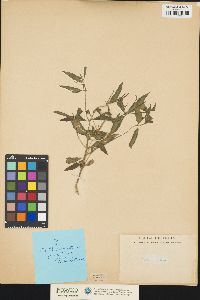 Catharanthus pusillus image