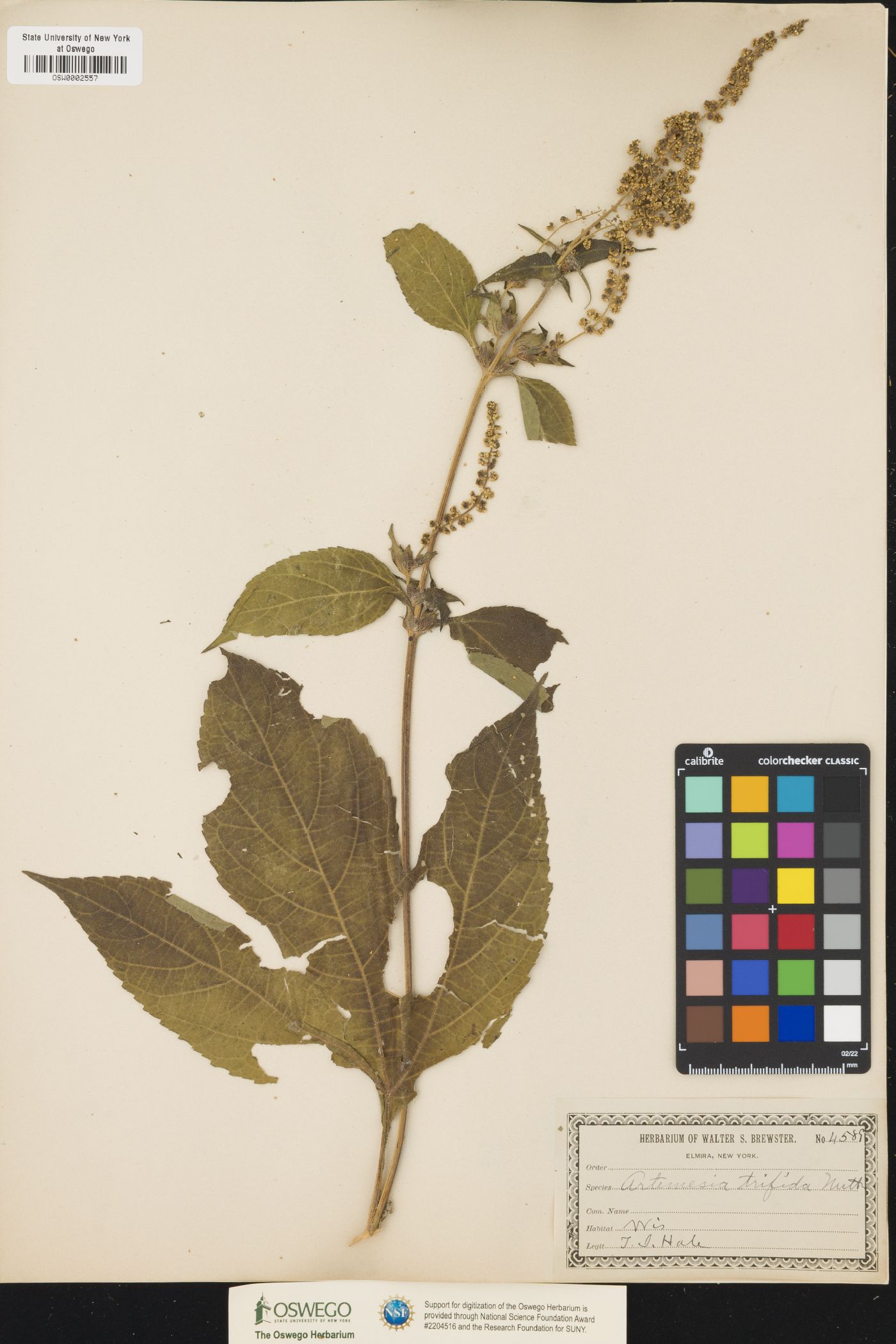 Artemisia tripartita ssp. tripartita image