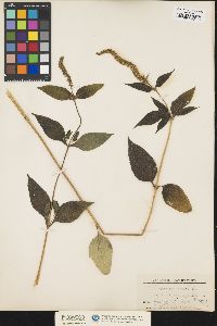 Ambrosia trifida var. integrifolia image
