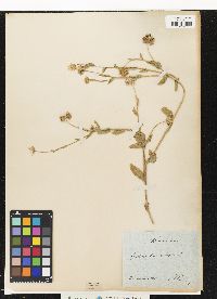 Image of Calendula arvensis