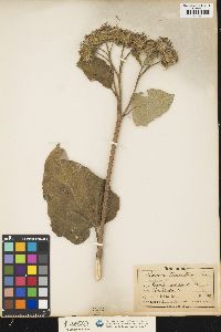 Arctium tomentosum image