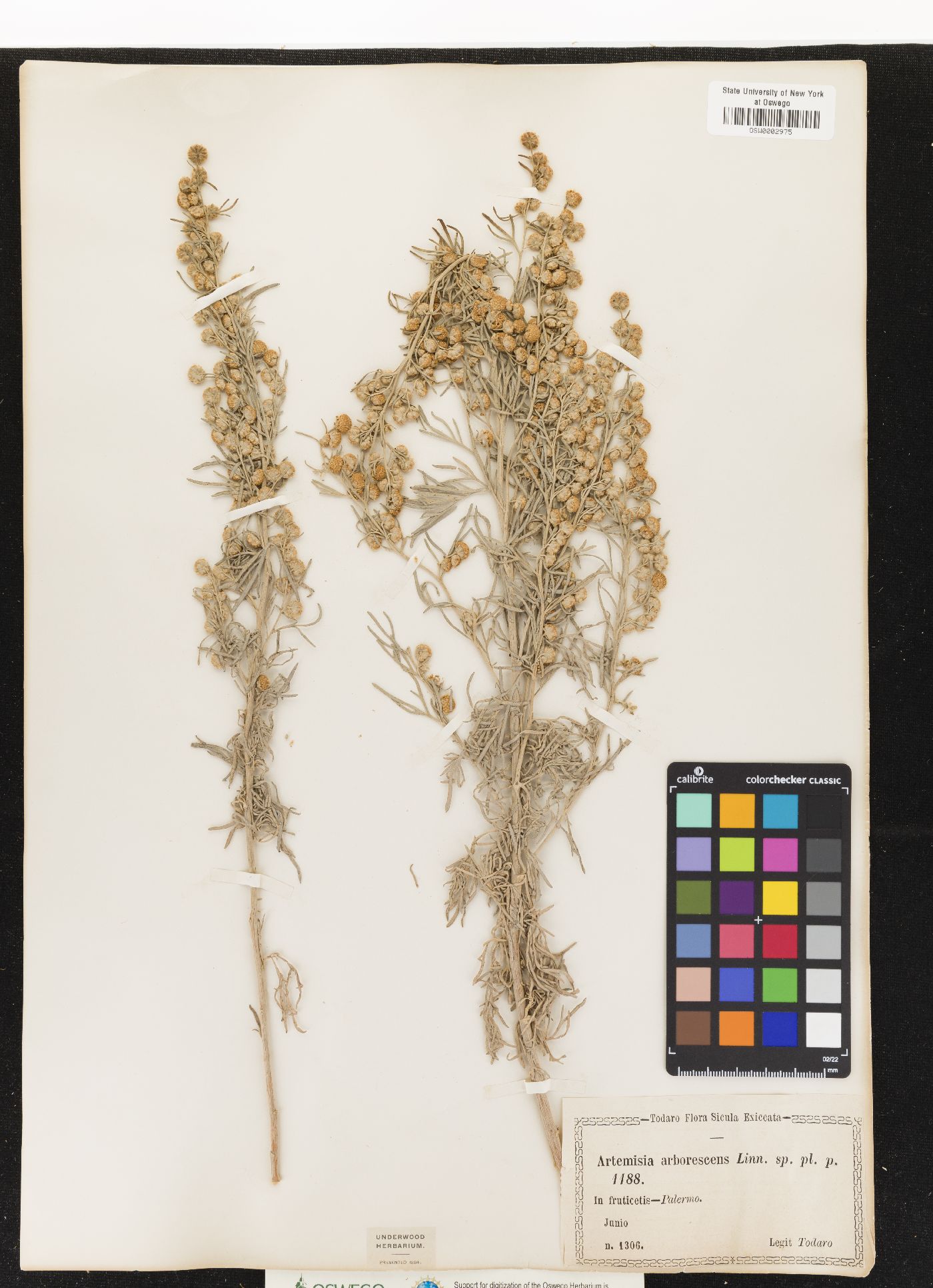 Artemisia arborescens image