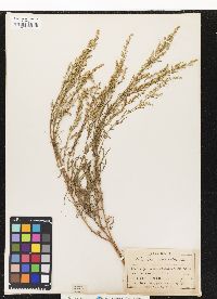 Artemisia campestris image