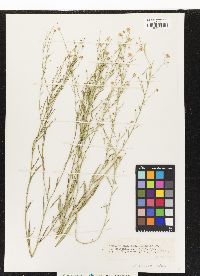 Image of Boltonia diffusa