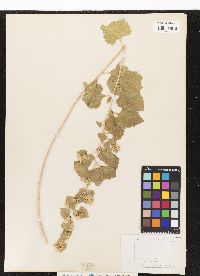 Image of Brickellia californica
