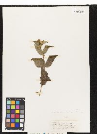 Image of Calea urticifolia