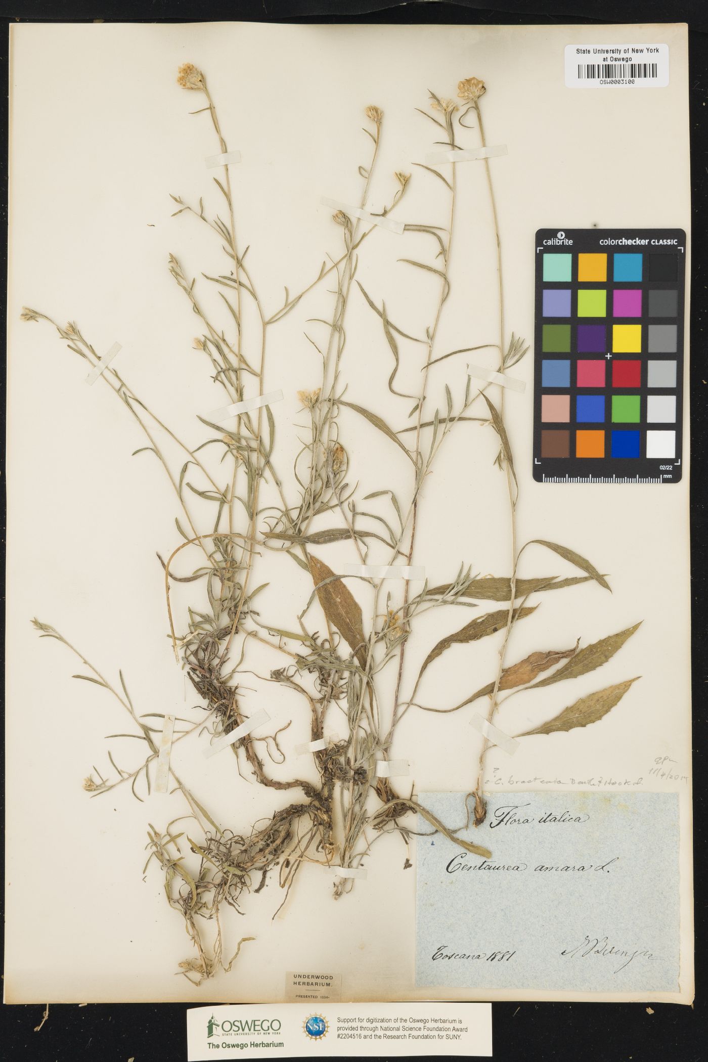Centaurea nigrescens subsp. nigrescens image
