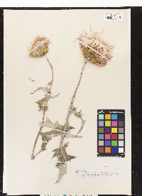 Image of Cirsium altissimum