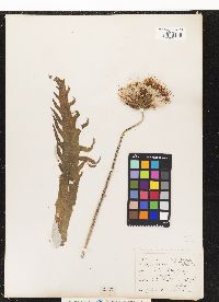 Image of Cirsium heterophyllum
