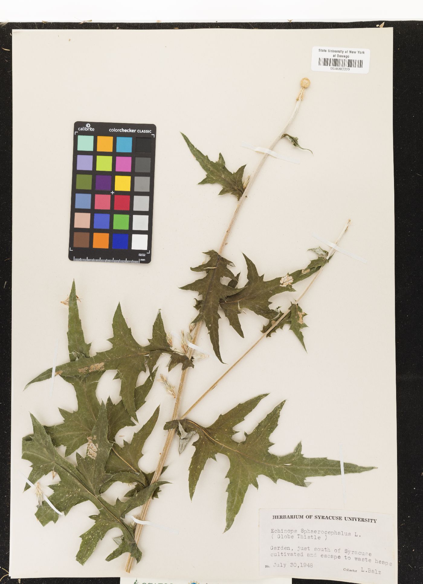 Echinops sphaerocephalus image