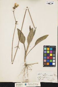 Image of Helianthus occidentalis