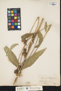 Image of Helianthus pauciflorus