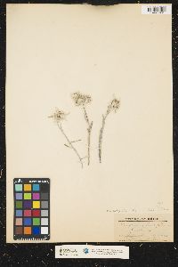 Image of Leontopodium alpinum