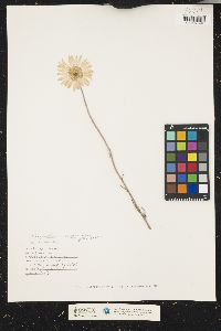 Leucanthemum vulgare image