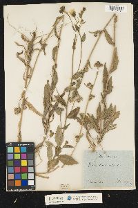 Picris hieracioides image