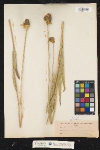 Image of Rudbeckia californica