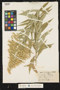 Solidago altissima image