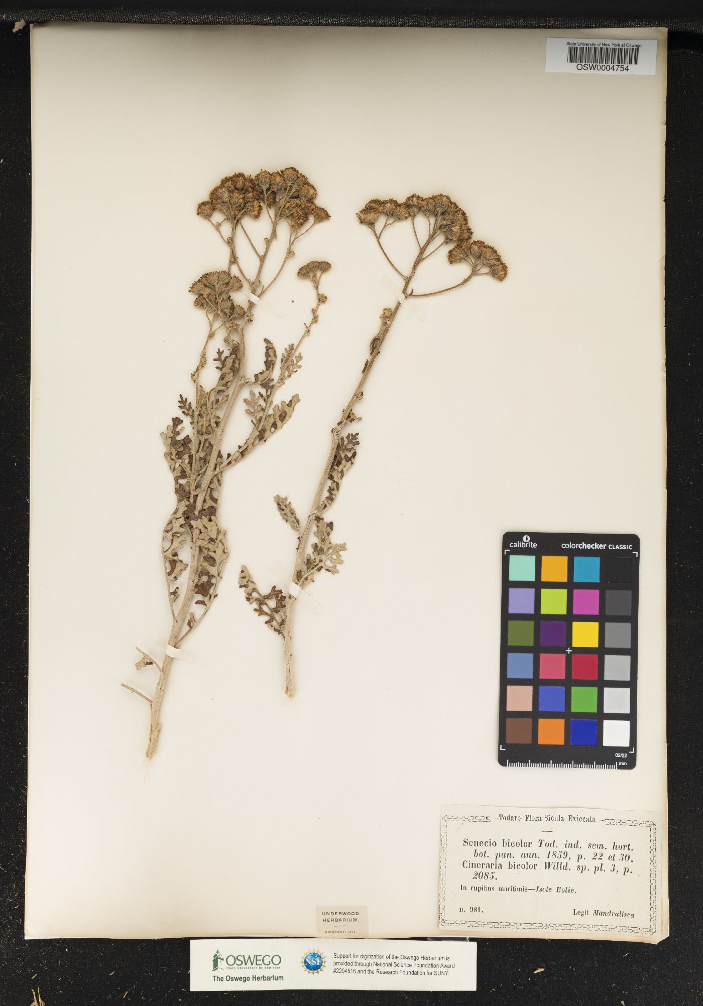 Jacobaea maritima subsp. bicolor image