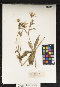 Silphium radula image