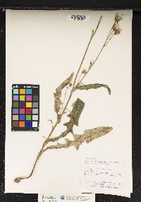 Sonchus arvensis image