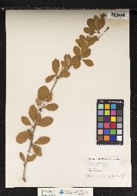 Berberis vulgaris image