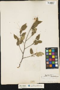 Image of Betula papyracea