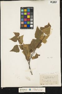 Betula populifolia image