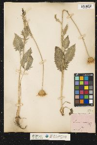 Image of Acacia flavescens