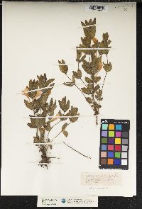 Ruellia caroliniensis var. cinerascens image