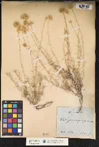 Image of Helichrysum litoreum