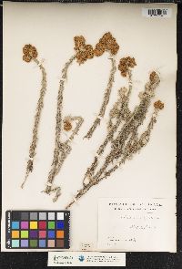 Image of Helichrysum cymosum