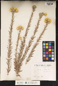 Image of Helichrysum kirkii