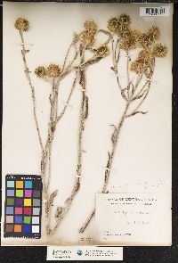 Image of Helichrysum nitens