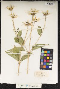 Heliopsis helianthoides var. gracilis image