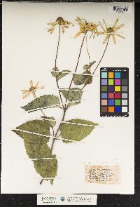 Heliopsis helianthoides var. gracilis image