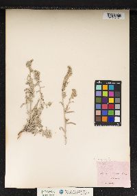 Image of Echium angustifolium