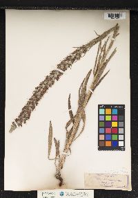 Image of Pontechium maculatum