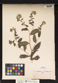 Onosmodium carolinianum image
