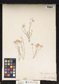 Image of Alyssum serpyllifolium