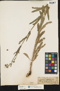 Cynoglossum officinale image