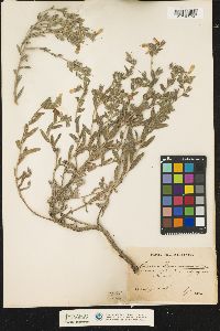 Image of Onosma pseudoarenaria