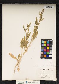 Guillenia lasiophylla image