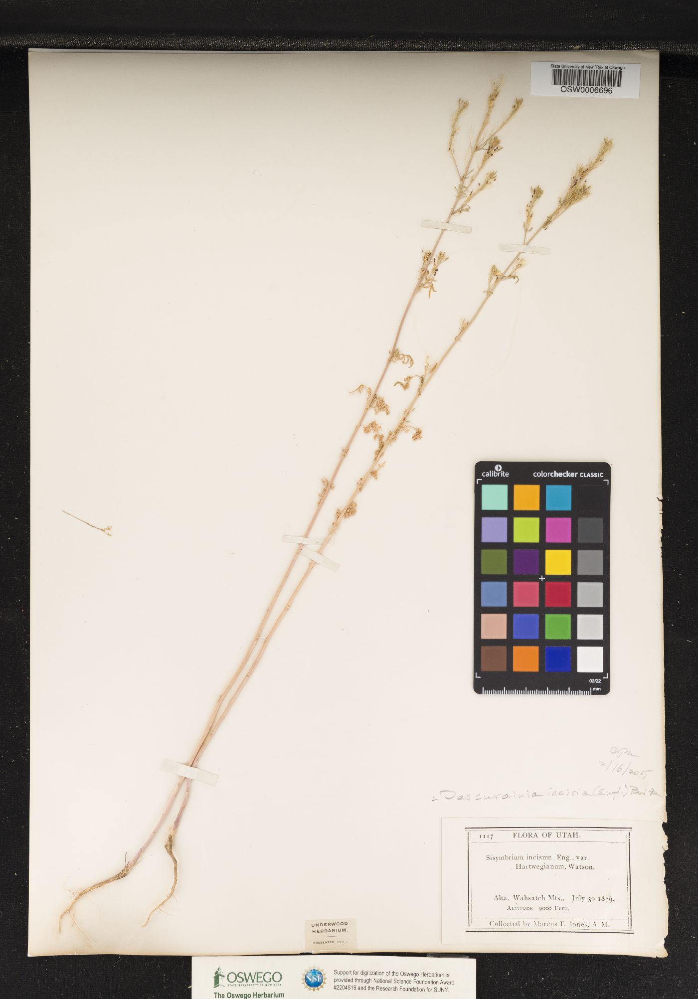 Descurainia incana ssp. incisa image