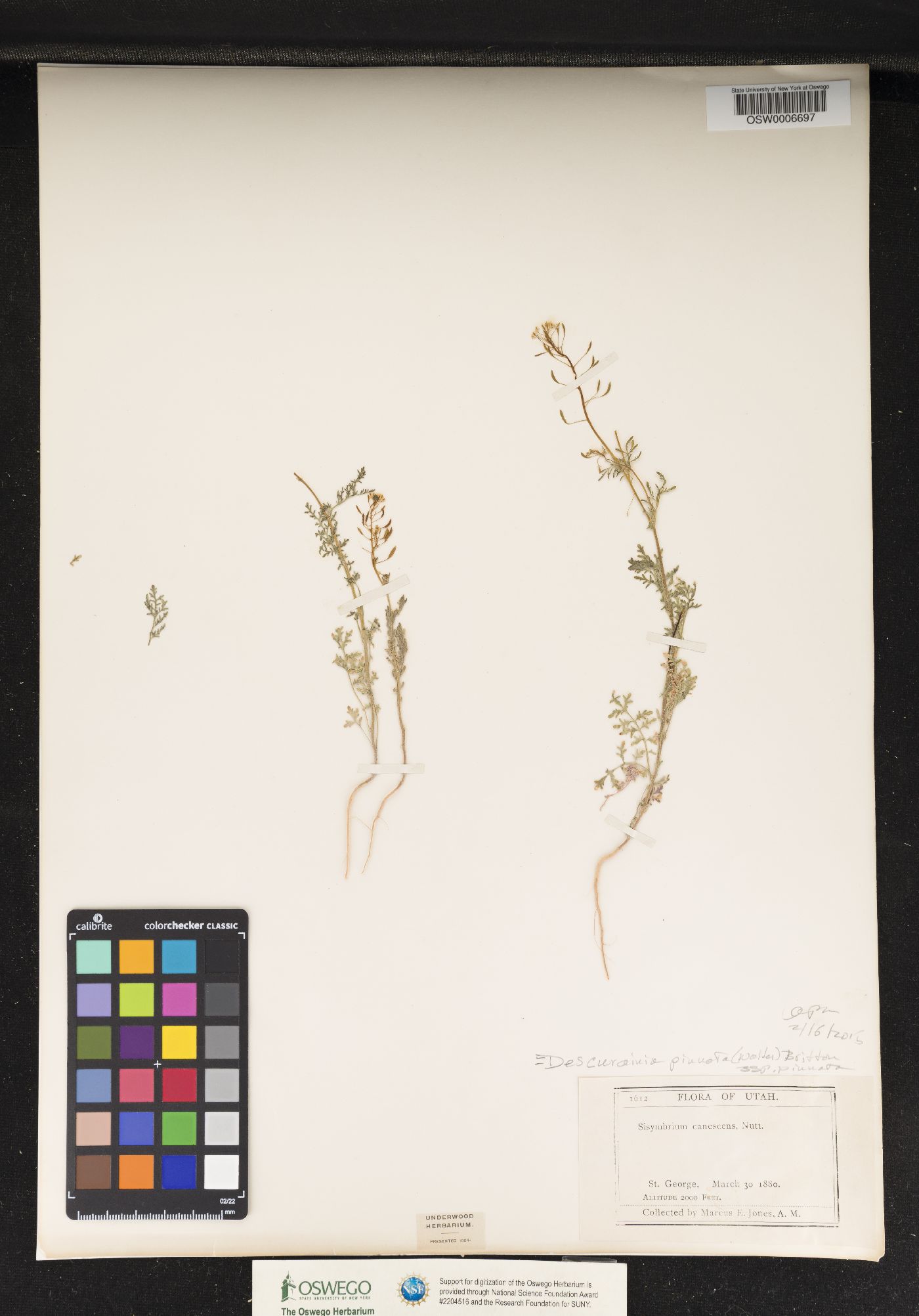 Descurainia pinnata ssp. pinnata image