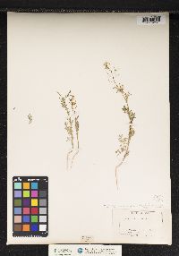 Descurainia pinnata ssp. pinnata image