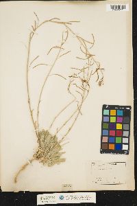 Arabis sparsiflora var. arcuata image
