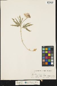 Cardamine maxima image