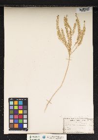 Lepidium virginicum image