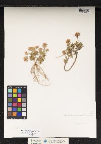 Image of Noccaea rotundifolia
