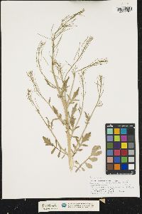 Cardamine pensylvanica image